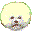 Bichon Frise